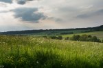 Wiese-Blumen-26.05.2016-34_11.jpg