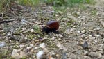 Schnecke.jpg