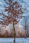 Schnee_sm (1 von 1)-2.jpg