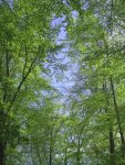 wald.jpg