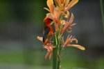 DSC_1036.jpg