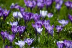 blume1.jpg