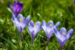 blume3.jpg