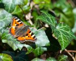 schmetterling1.jpg