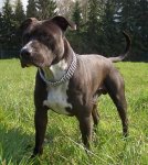 300px-AmStaff3.jpg