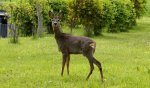 DSC08390_900.jpg