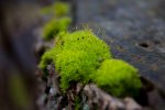 IMG_0302.jpg