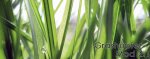 Grashüpfer 2.1.jpg