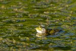 Frosch2.jpg