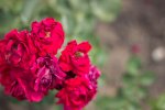 IMG_3740.jpg