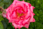 IMG_3737.jpg