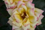 IMG_3736.jpg