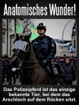 polizeipferd.jpg