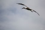 FlyPic04.jpg