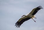 FlyPic05.jpg