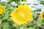 Sonneblume-001.jpg