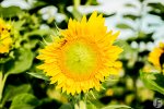 Sonneblume-002.jpg