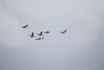 FlyPic04.jpg