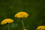 FlyPic10.jpg