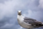 FlyPic02.jpg