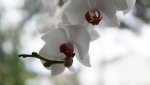 DSC01072.jpg