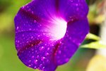 Blume_upload.jpg