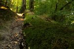 Baumstamm_upload.jpg