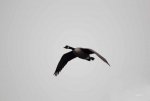 FlyPic (2).jpg