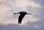 FlyPic (35).jpg