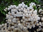 37420511312_1920f3f926_k.jpg