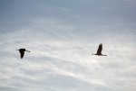 FlyPic05.jpg