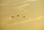 FlyPic12.jpg