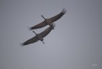 FlyPic07.jpg