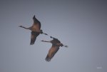 FlyPic09.jpg