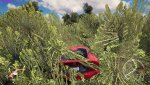Bushes.jpg
