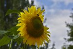FlyPic08.jpg