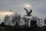 FlyPic06.jpg