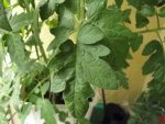 DSC00253.jpg