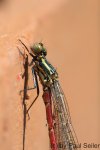 IMG_0128 [irgendwo posten].JPG