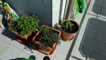 IMG-20180421-WA0002.jpg