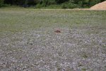 IMG_4422.jpg