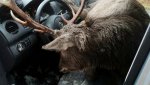 hirsch-unfall-dap-100~_v-img__16__9__l_-1dc0e8f74459dd04c91a0d45af4972b9069f1135.jpg