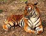 Tiger.jpg