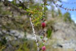 DSCF1334.jpg
