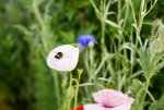 FlyPic (2).jpg