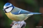 Eurasian-Blue-Tit-Francis-C-Franklin1200x800.jpg