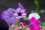 Blumen_Balkon.jpg