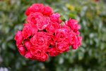 IMG_4038.jpg