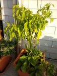 IMG_20180719_071921.jpg