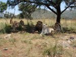 Südafrika_2011.jpg